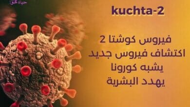 فيروس كوشتا 2 Khosta-2